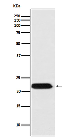 FTMT Antibody in Western Blot (WB)