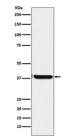 OGG1 Recombinant Rabbit Monoclonal Antibody (K01_3U33)