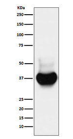 BST-2 Recombinant Rabbit Monoclonal Antibody (K01_3U34)