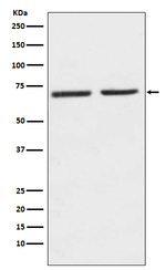 HTR2C Recombinant Rabbit Monoclonal Antibody (K01_3U41)