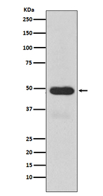 CYP3A4 Recombinant Rabbit Monoclonal Antibody (K01_3U42)