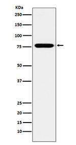 KIF3A Recombinant Rabbit Monoclonal Antibody (K01_3U43)