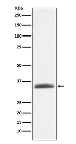 alpha-1 Microglobulin Recombinant Rabbit Monoclonal Antibody (K01_3U49)
