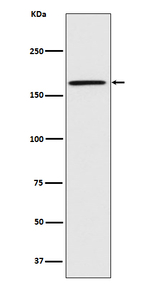 CNTNAP1 Recombinant Rabbit Monoclonal Antibody (K01_3U50)