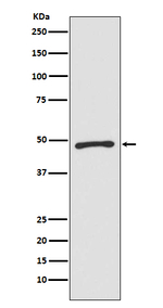 ZIC1 Recombinant Rabbit Monoclonal Antibody (K01_3U51)