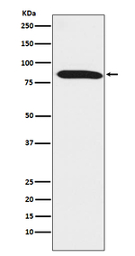 DNAI1 Antibody in Western Blot (WB)
