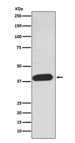 EDG2 Recombinant Rabbit Monoclonal Antibody (K01_3U54)