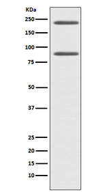 Complement C4a Recombinant Rabbit Monoclonal Antibody (K01_3U56)