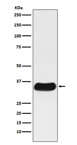Galectin 4 Recombinant Rabbit Monoclonal Antibody (K01_3U58)