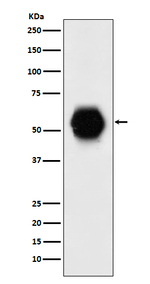 GATA6 Recombinant Rabbit Monoclonal Antibody (K01_3U59)