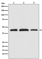 PRAS40 Recombinant Rabbit Monoclonal Antibody (K01_3U62)