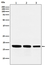 GABARAP Recombinant Rabbit Monoclonal Antibody (K01_3U63)