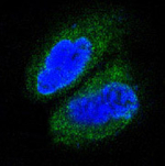 TAK1 Antibody in Immunocytochemistry (ICC/IF)