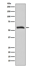 CHRM3 Recombinant Rabbit Monoclonal Antibody (K01_3U80)