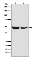 SKP2 Antibody in Western Blot (WB)