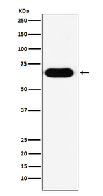 RNF8 Antibody in Western Blot (WB)