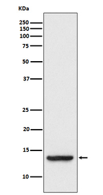 TAX1BP3 Recombinant Rabbit Monoclonal Antibody (K01_3U88)