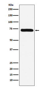Factor X Antibody in Western Blot (WB)