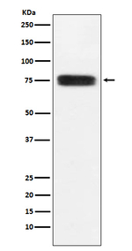 CD97 Recombinant Rabbit Monoclonal Antibody (K01_3U92)