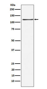 KSR1 Antibody in Western Blot (WB)