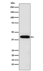 INHA Recombinant Rabbit Monoclonal Antibody (K01_3W09)