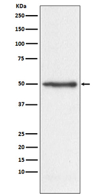 Nogo Recombinant Rabbit Monoclonal Antibody (K01_3W14)