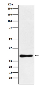 DDAH2 Recombinant Rabbit Monoclonal Antibody (K01_3W23)