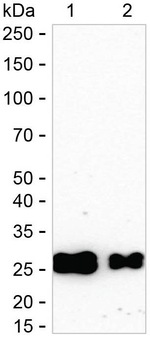 HLA-DRB1 Antibody in Western Blot (WB)