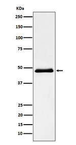 PNLIP Recombinant Rabbit Monoclonal Antibody (K01_3W36)