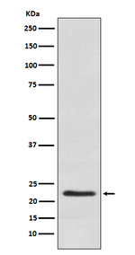 Placental Lactogen Recombinant Rabbit Monoclonal Antibody (K01_3W39)