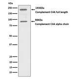 Complement C4a Recombinant Rabbit Monoclonal Antibody (K01_3W42)
