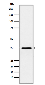 CRX Antibody in Western Blot (WB)