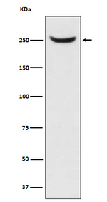 NuMA Recombinant Rabbit Monoclonal Antibody (K01_3W51)