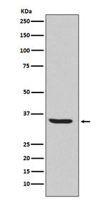 ENDOG Recombinant Rabbit Monoclonal Antibody (K01_3W53)