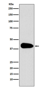 PAR6 Recombinant Rabbit Monoclonal Antibody (K01_3W56)