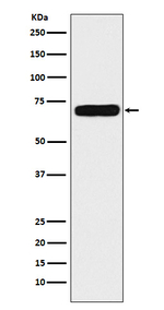 NPR3 Recombinant Rabbit Monoclonal Antibody (K01_3W59)