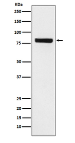Sec23a Recombinant Rabbit Monoclonal Antibody (K01_3W61)