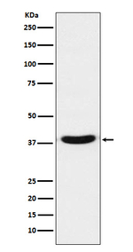 VPS26A Antibody in Western Blot (WB)