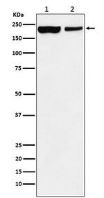 KDM5A Recombinant Rabbit Monoclonal Antibody (K01_3W70)