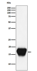 CD52 Antibody in Western Blot (WB)