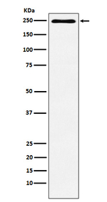 Plexin-A1 Recombinant Rabbit Monoclonal Antibody (K01_3W80)