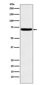HPa1 Recombinant Rabbit Monoclonal Antibody (K01_3W83)