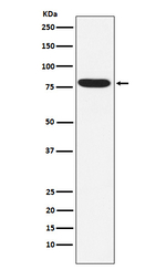 IKK epsilon Recombinant Rabbit Monoclonal Antibody (K01_3W86)