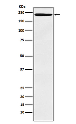 CD205 Antibody in Western Blot (WB)