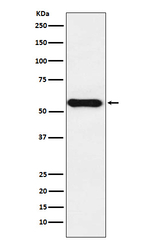 CYP1A2 Recombinant Rabbit Monoclonal Antibody (K01_3W92)
