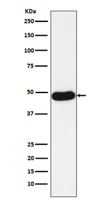 NAPSA Antibody in Western Blot (WB)