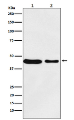 MC4R Recombinant Rabbit Monoclonal Antibody (K01_3W95)