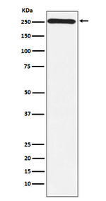MYO7A Recombinant Rabbit Monoclonal Antibody (K01_3X05)
