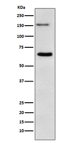 NUP153 Recombinant Rabbit Monoclonal Antibody (K01_3X07)