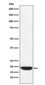 PERP Antibody in Western Blot (WB)